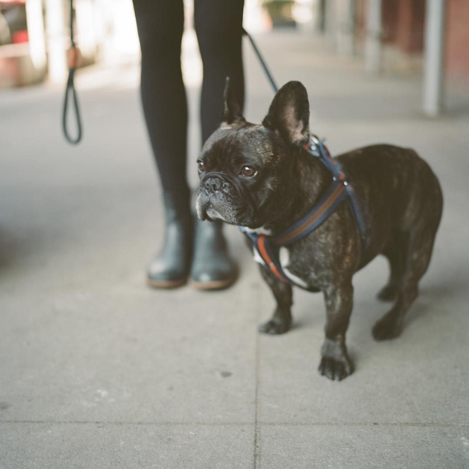 Brindle pied французский бульдог