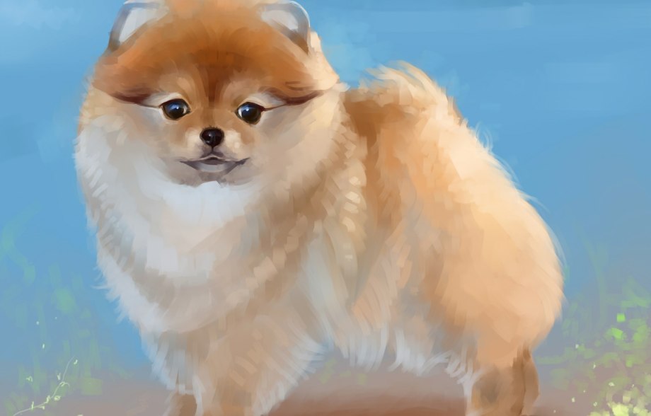 Шпиц померанский Art