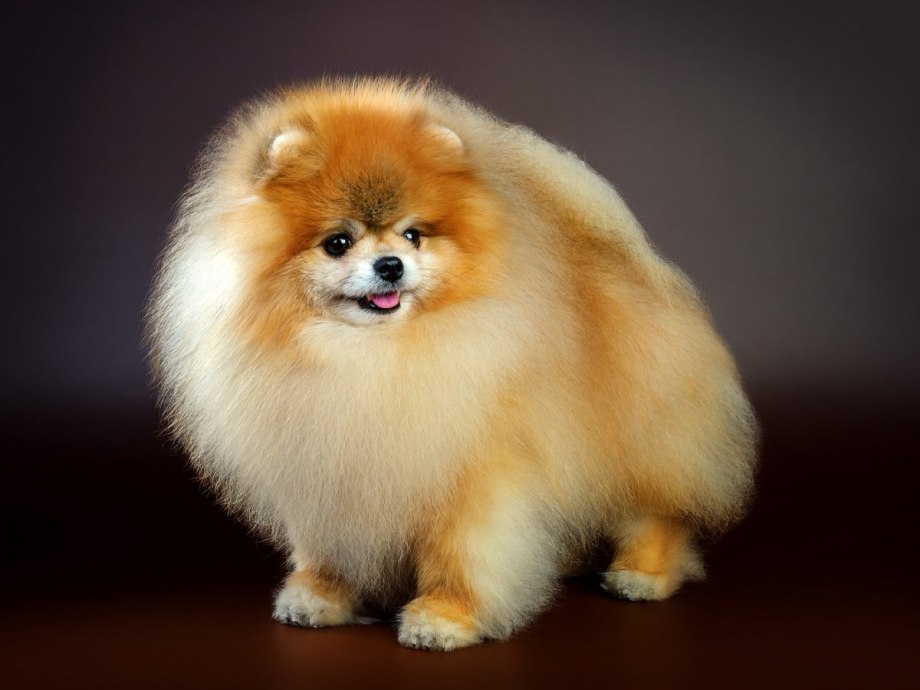 Pomeranian Duck