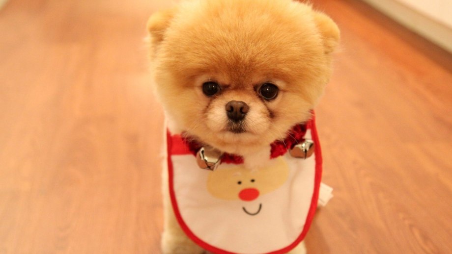 CARTOONIZEMYPET шпиц