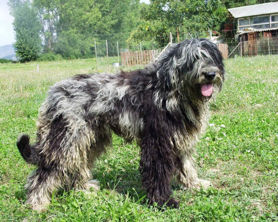 Бергамская овчарка питомник