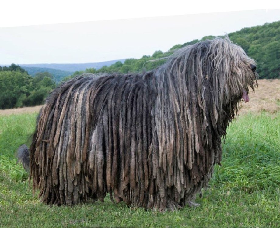 Бергамская (Бергамаско)