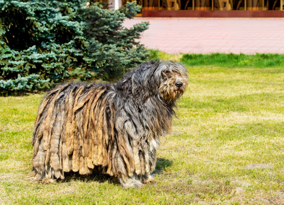 Бергамаско Шеферд