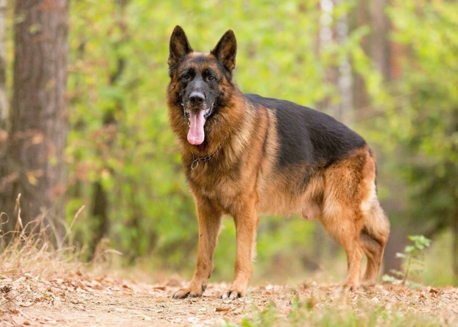 Баварская овчарка Shepherd