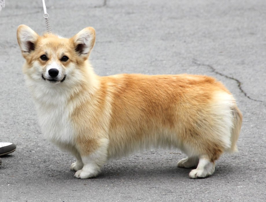 Вельш корги терьер
