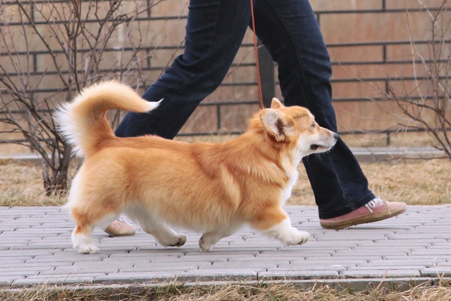 Вельш корги пемброк стрижка
