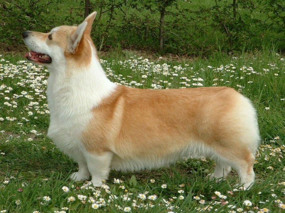 Вельш корги кардиган