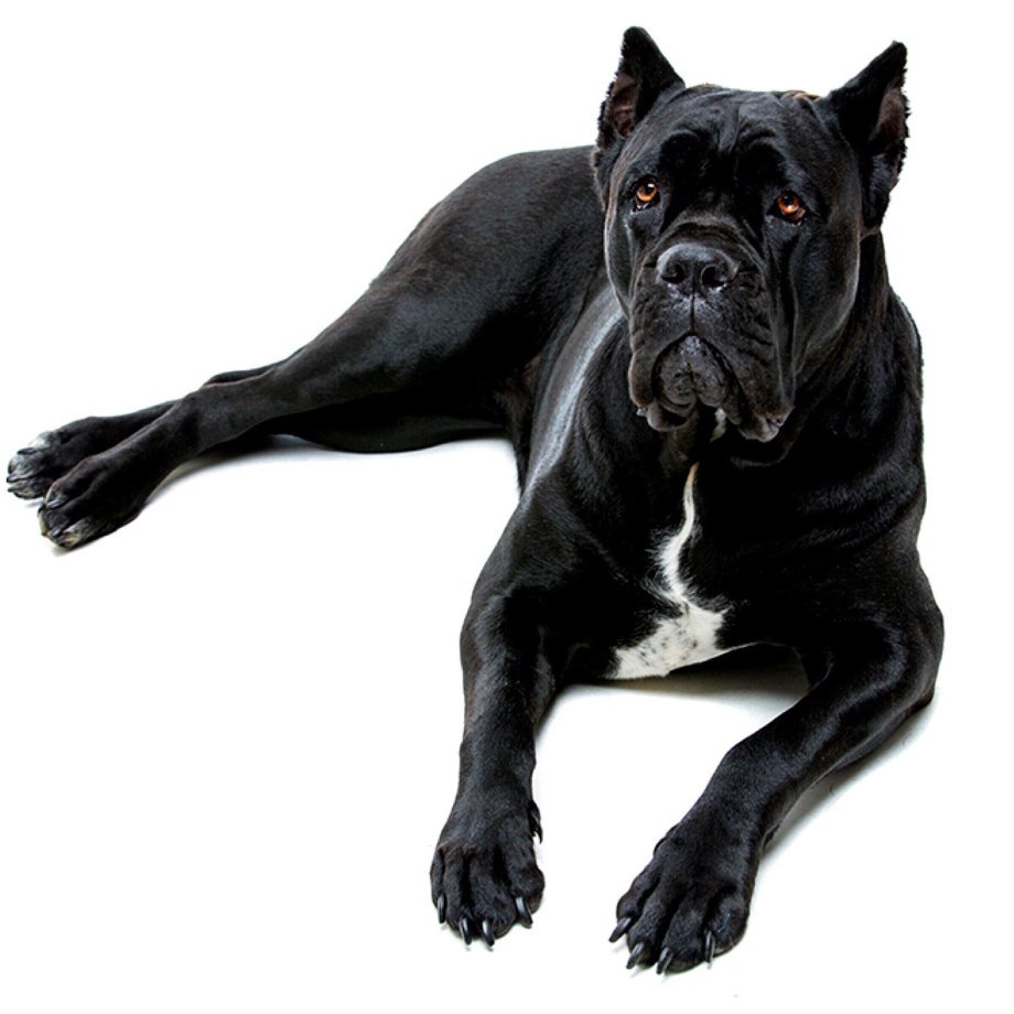 Кане Корсо собака vector