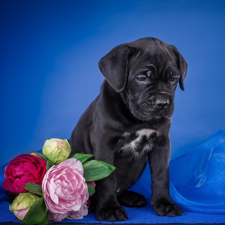 Cane Corso щенки