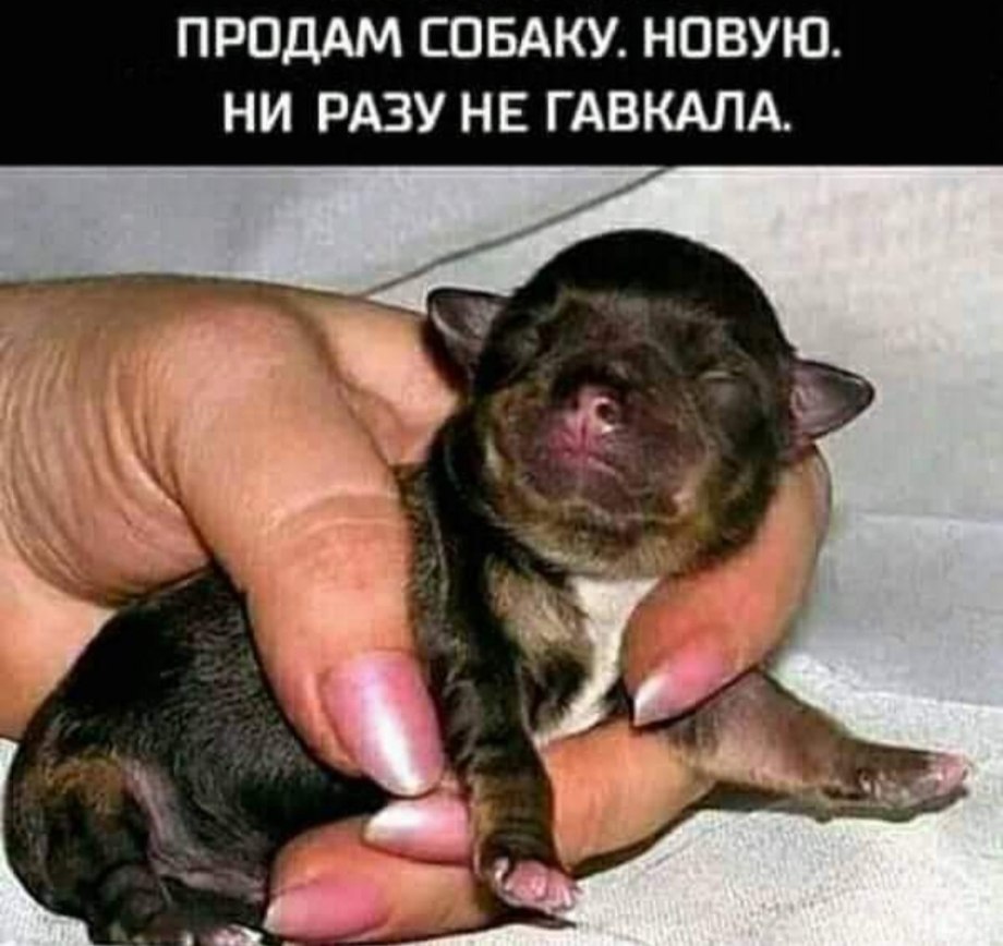 Чихуахуа только родился