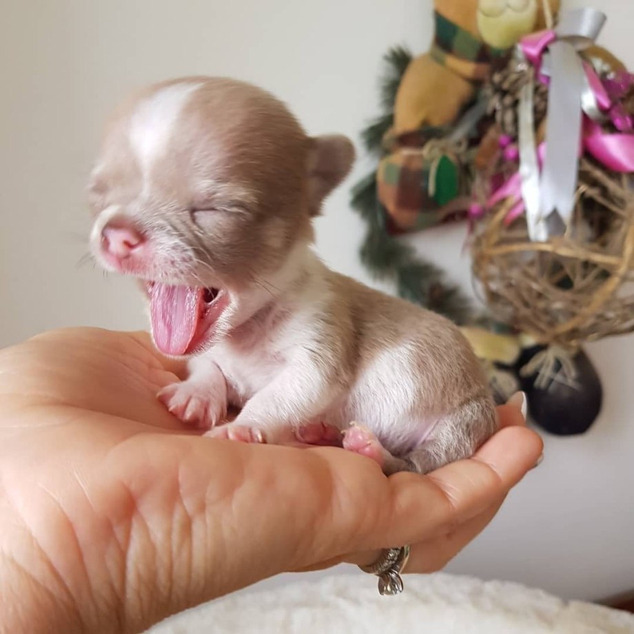 Как выглядят щенки чихуахуа новорожденные фото