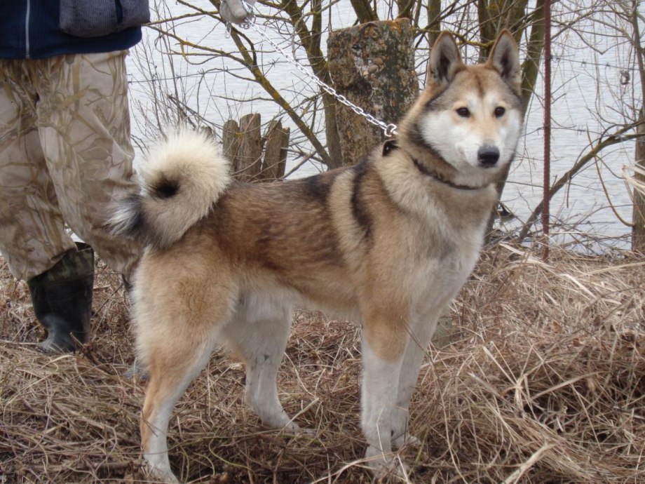Лайка ЗСЛ насторожена