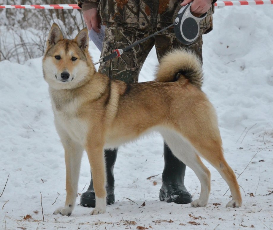Болдырев Александр ЗСЛ