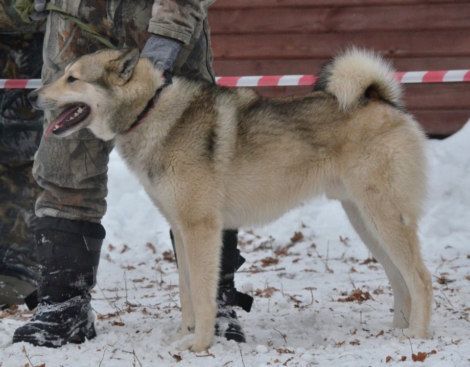 Лзс берстенёва о