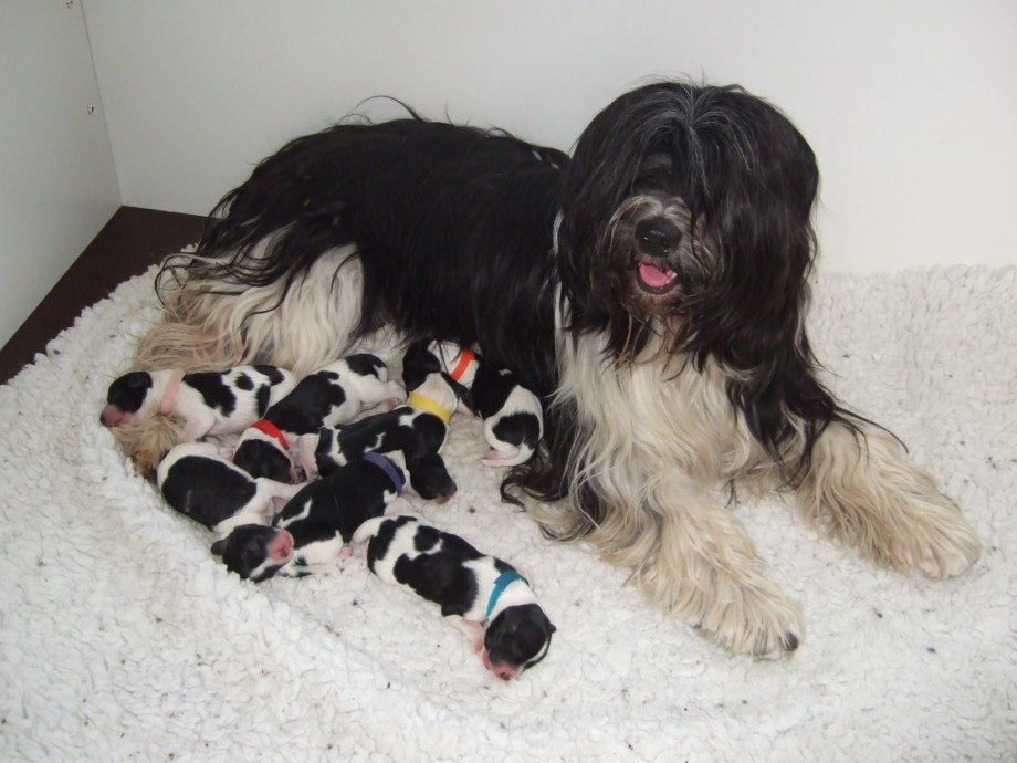 Sheepadoodle порода собак