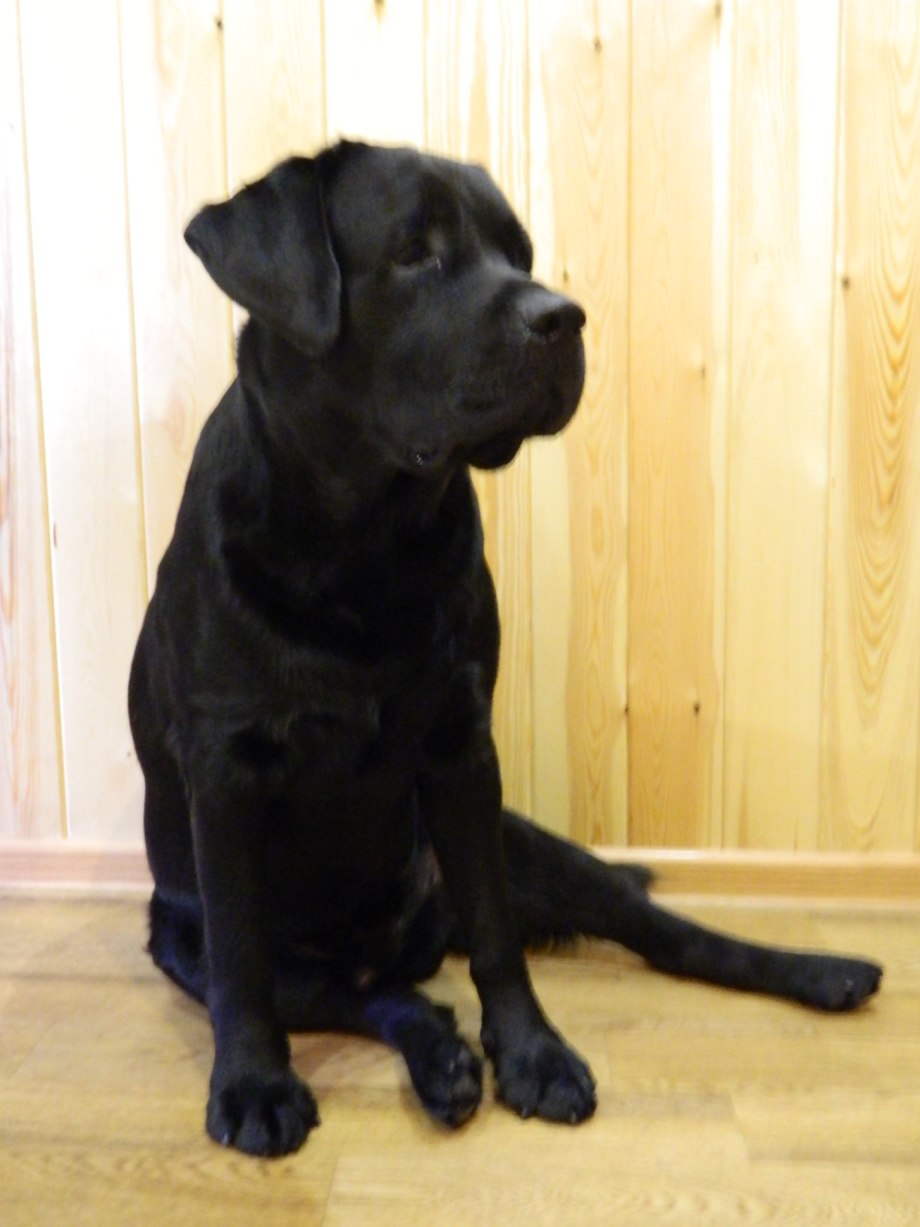 300023 Labrador 12.5x25