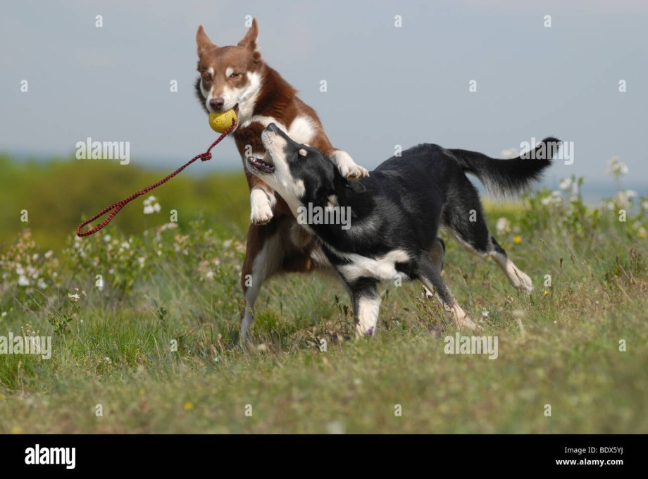 Lapponian Shepherd
