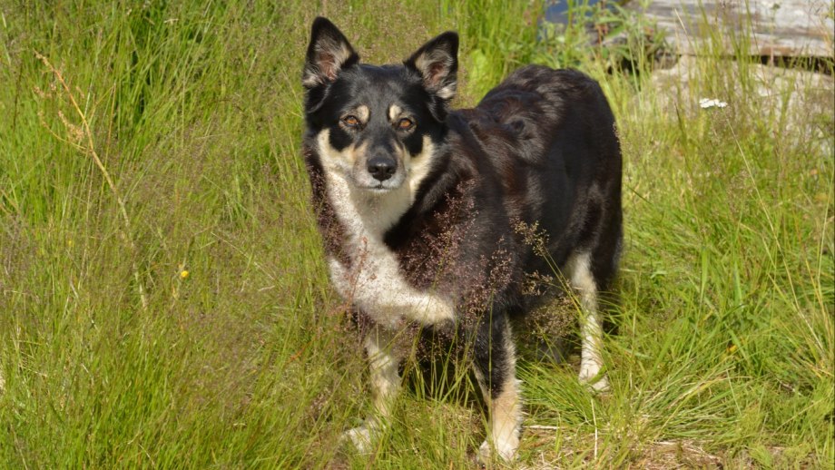 Lapponian Herder порода