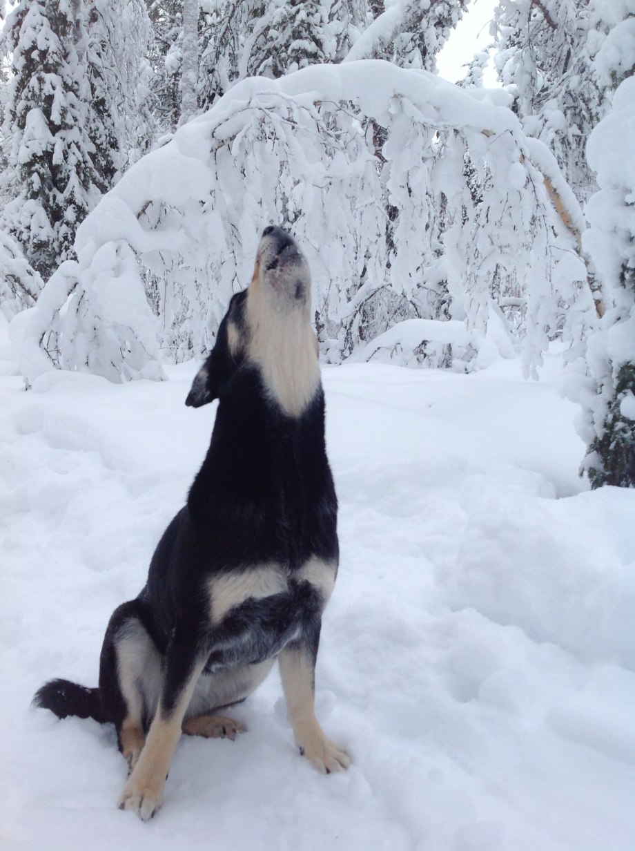 Lapsk Vallhund