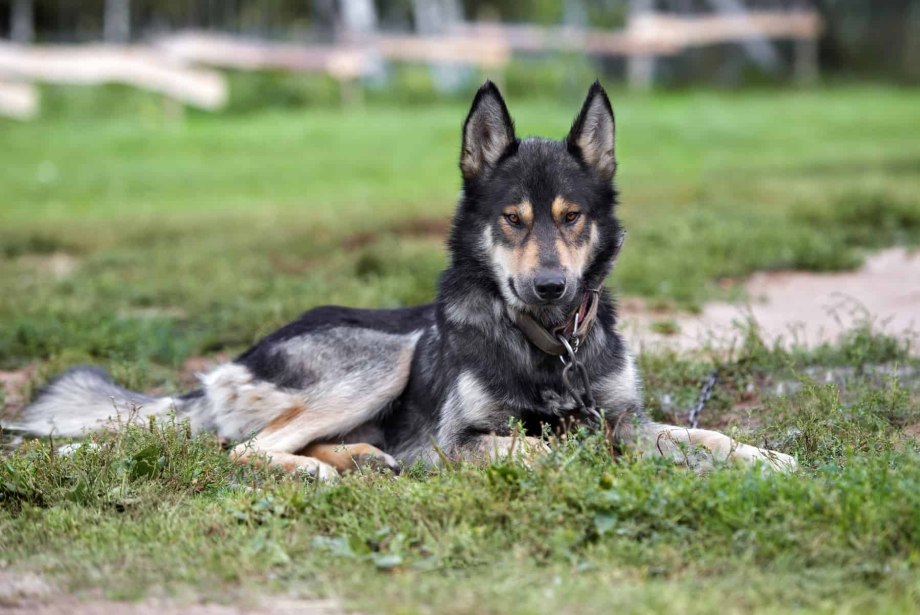 Finnish Spitz FCI