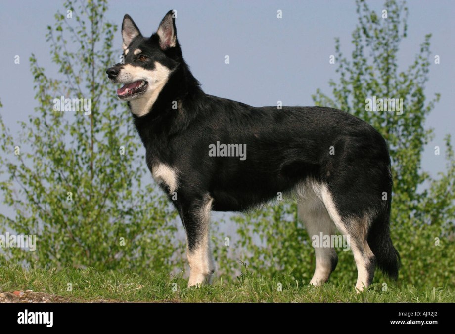 Lapponian Herder порода