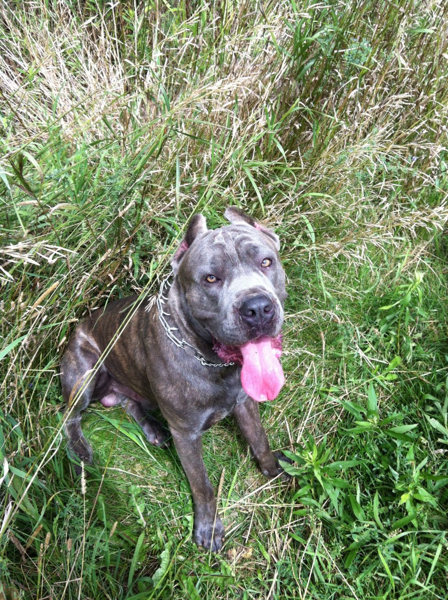 Cane Corso and Pitbull