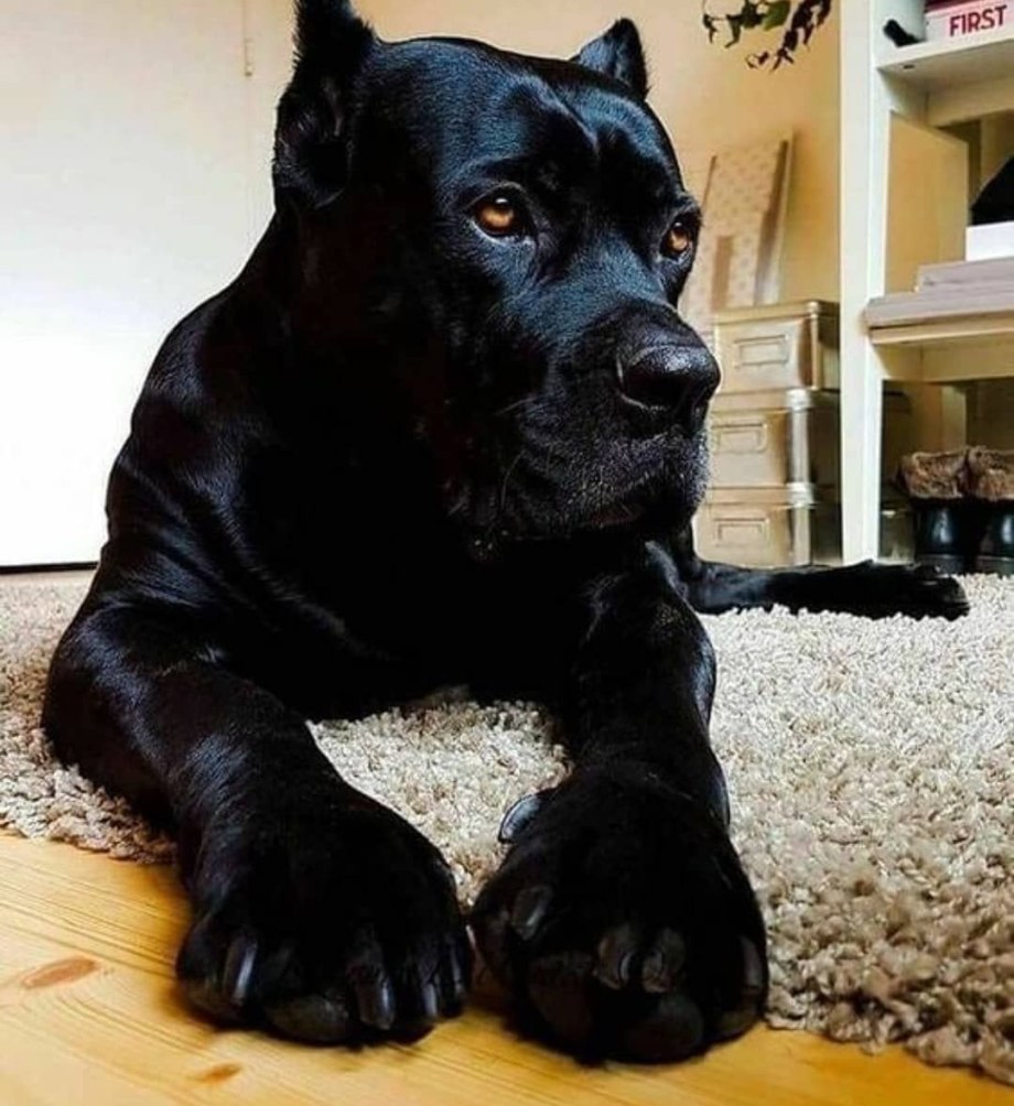 Кане Корсо