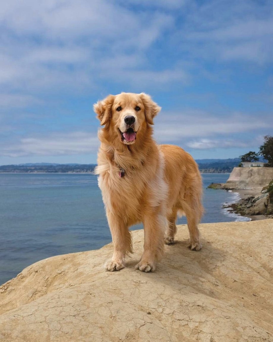 Золотистый ретривер Golden Retriever
