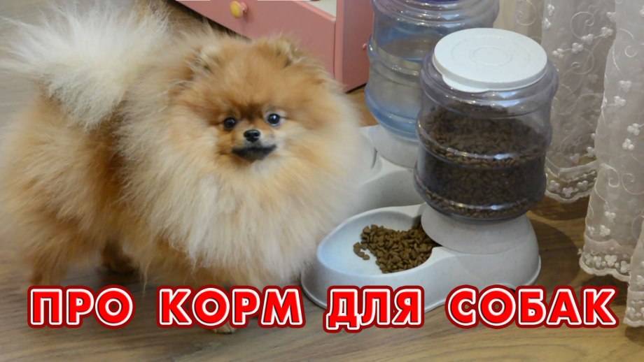 Корм для померанского шпица
