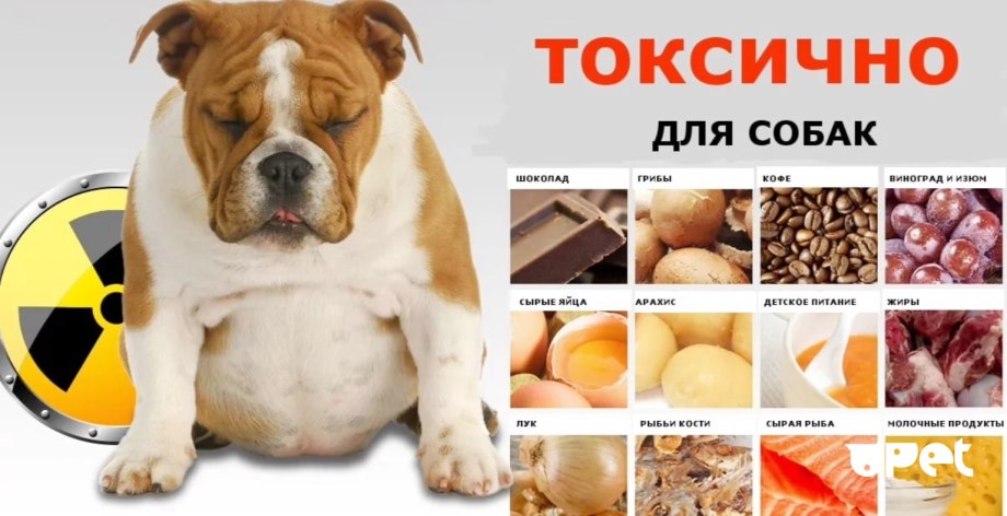 Кормление щенка
