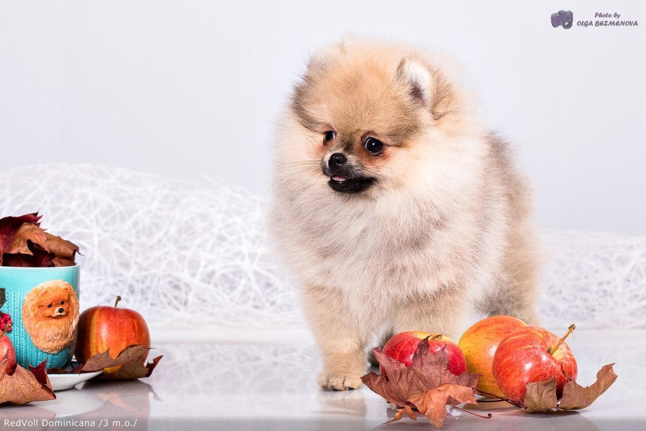 Померанский шпиц jiffpom