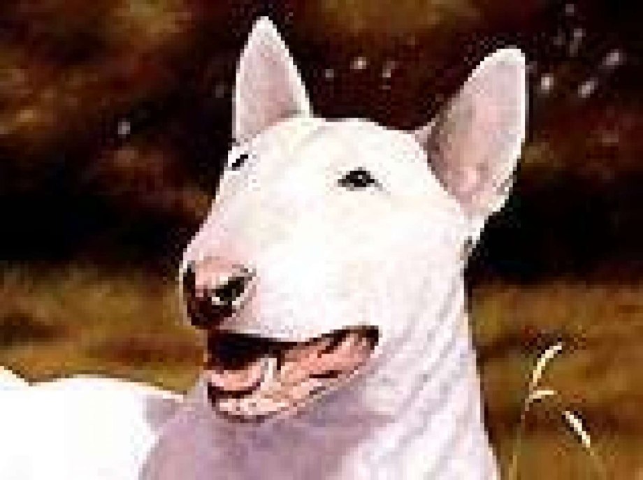 Запрещенные собаки