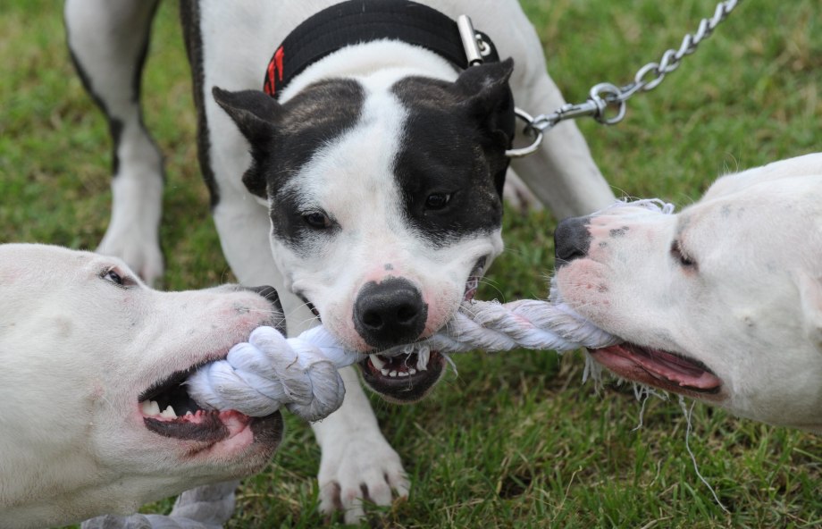 Dogo argentino vs Pitbull