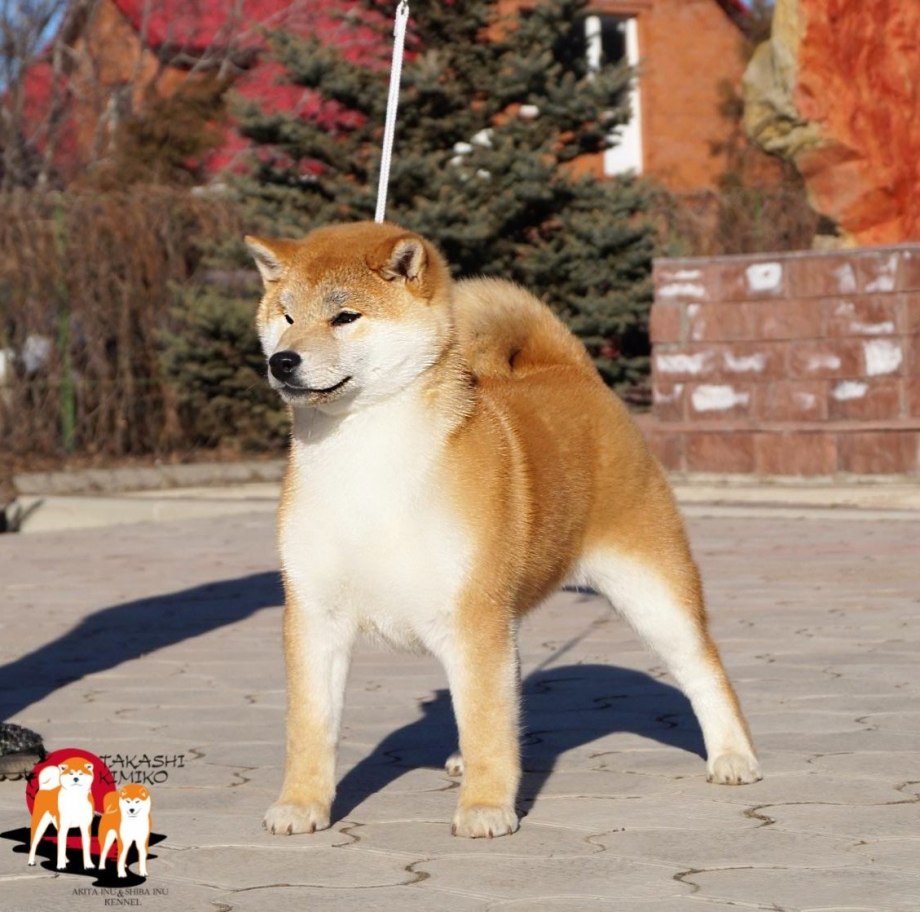 Симба собака