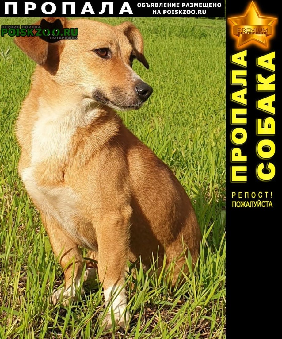 Бордер колли чёрно белый