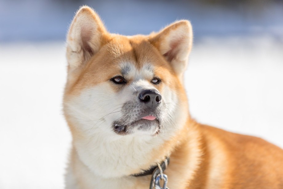 Акита ину Doge