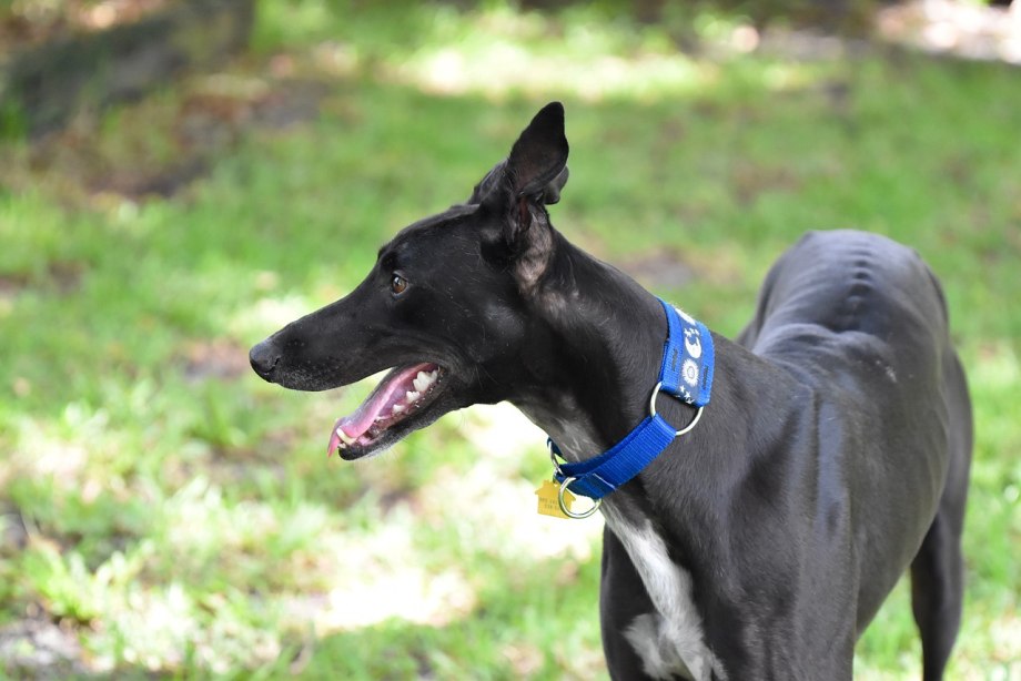 Greyhound 33