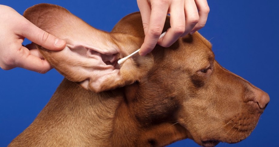 Clean Dog