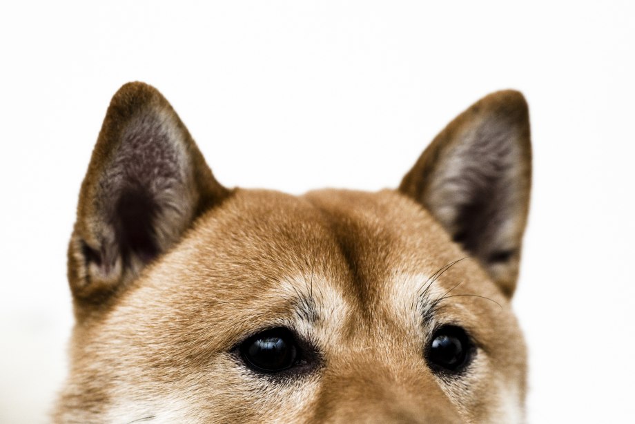 Лопоухий щенок