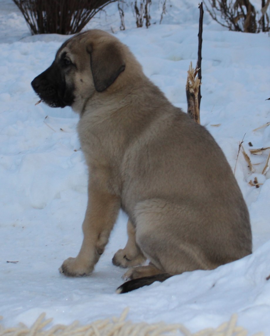 Anatolian Shepherd