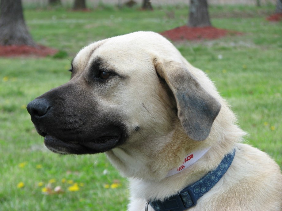 Anatolian Shepherd vs Kangal