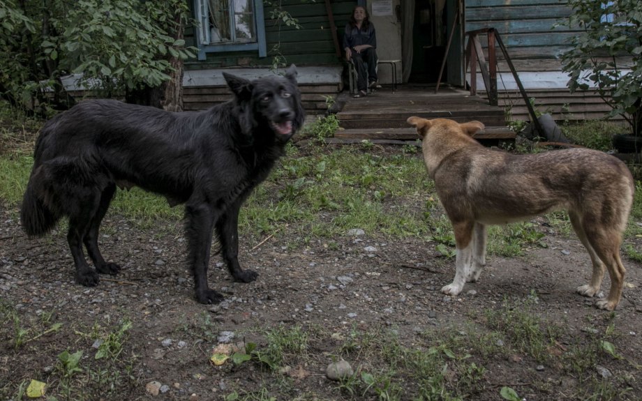 Французский Бигль харьер