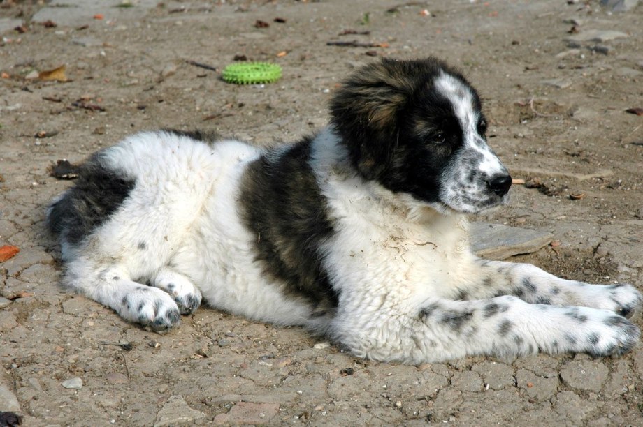 Bulgarian Shepherd Dog Breed