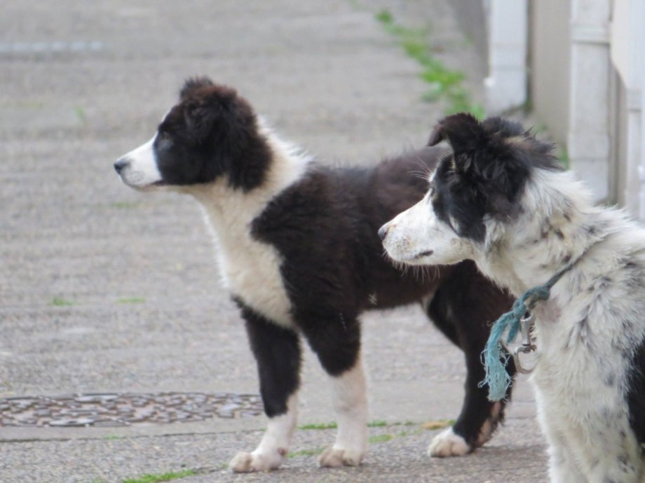 Karakachan or Bulgarian Sheep (Shepherd) Dog