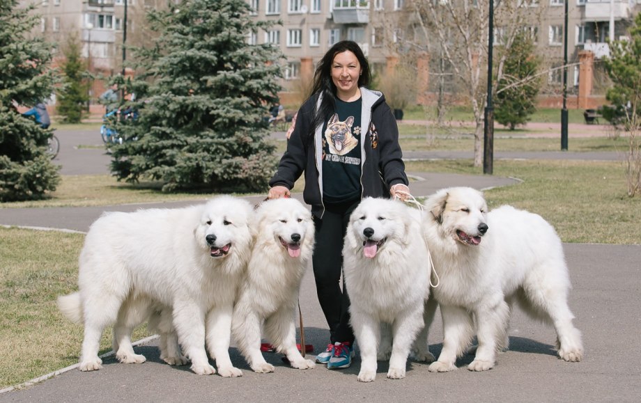 Great Pyrenees порода