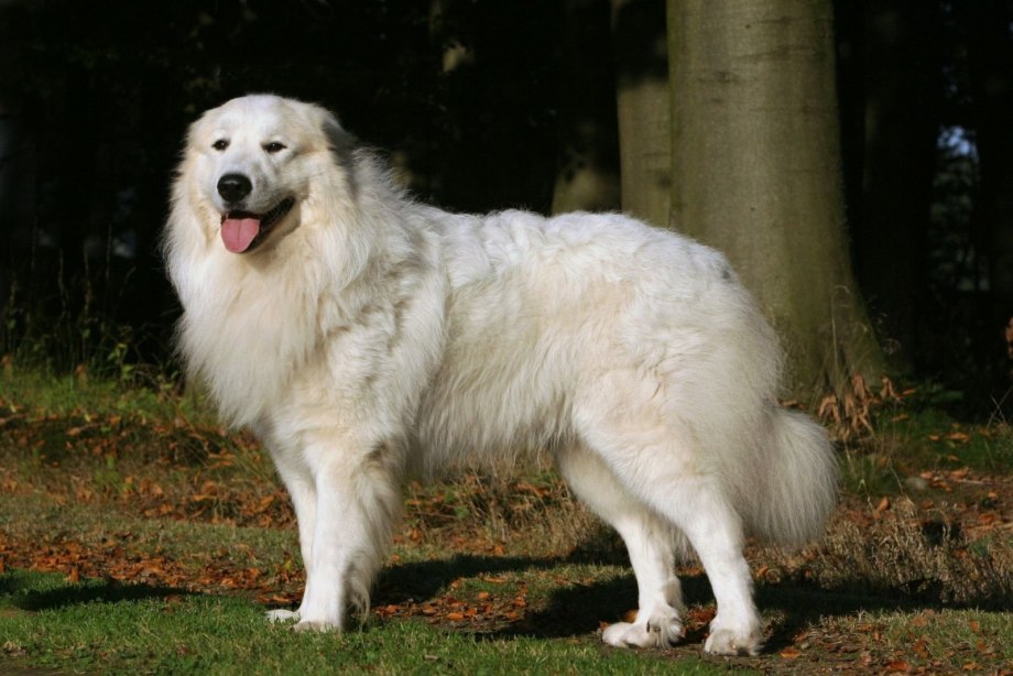 Great Pyrenees собака