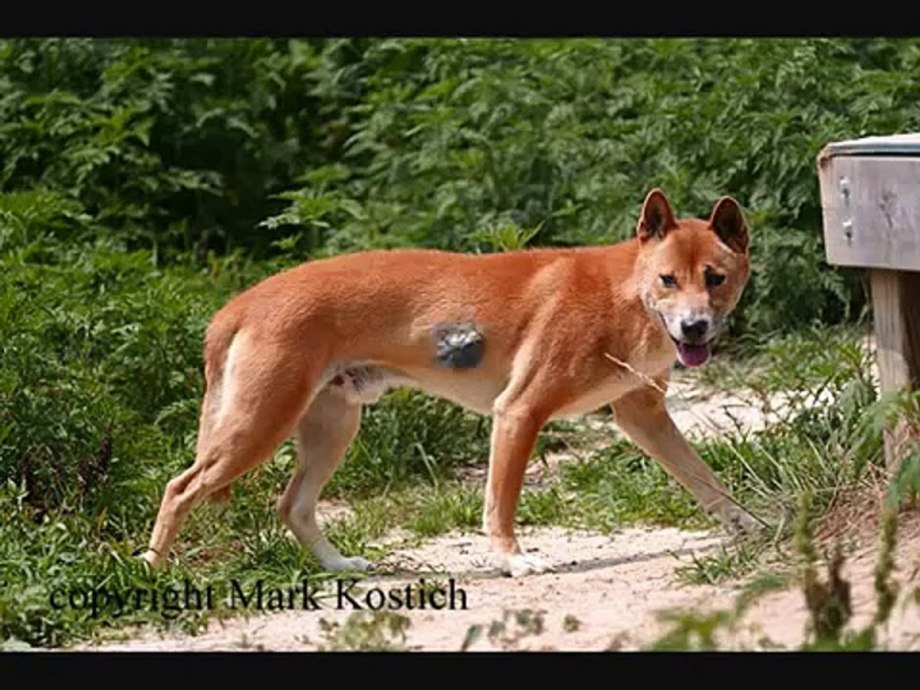 Новогвинейский Динго