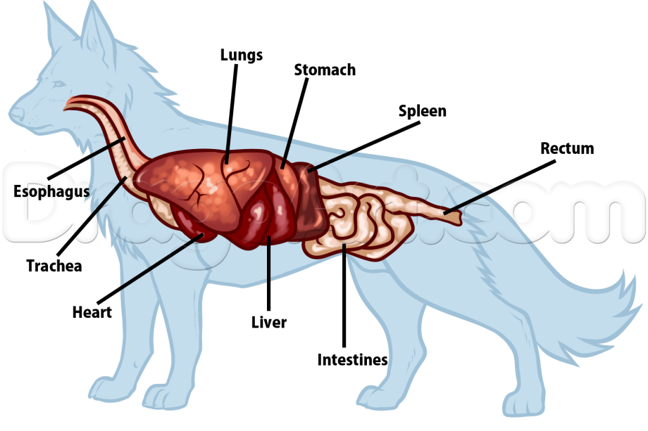 Органы у собаки схема