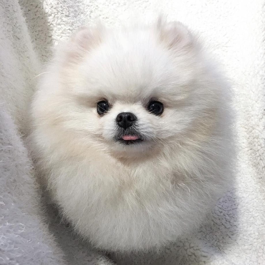 Немецкий шпиц Мерле