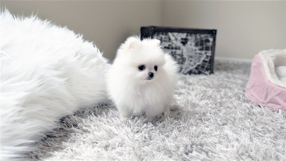 Померанский шпиц Boo